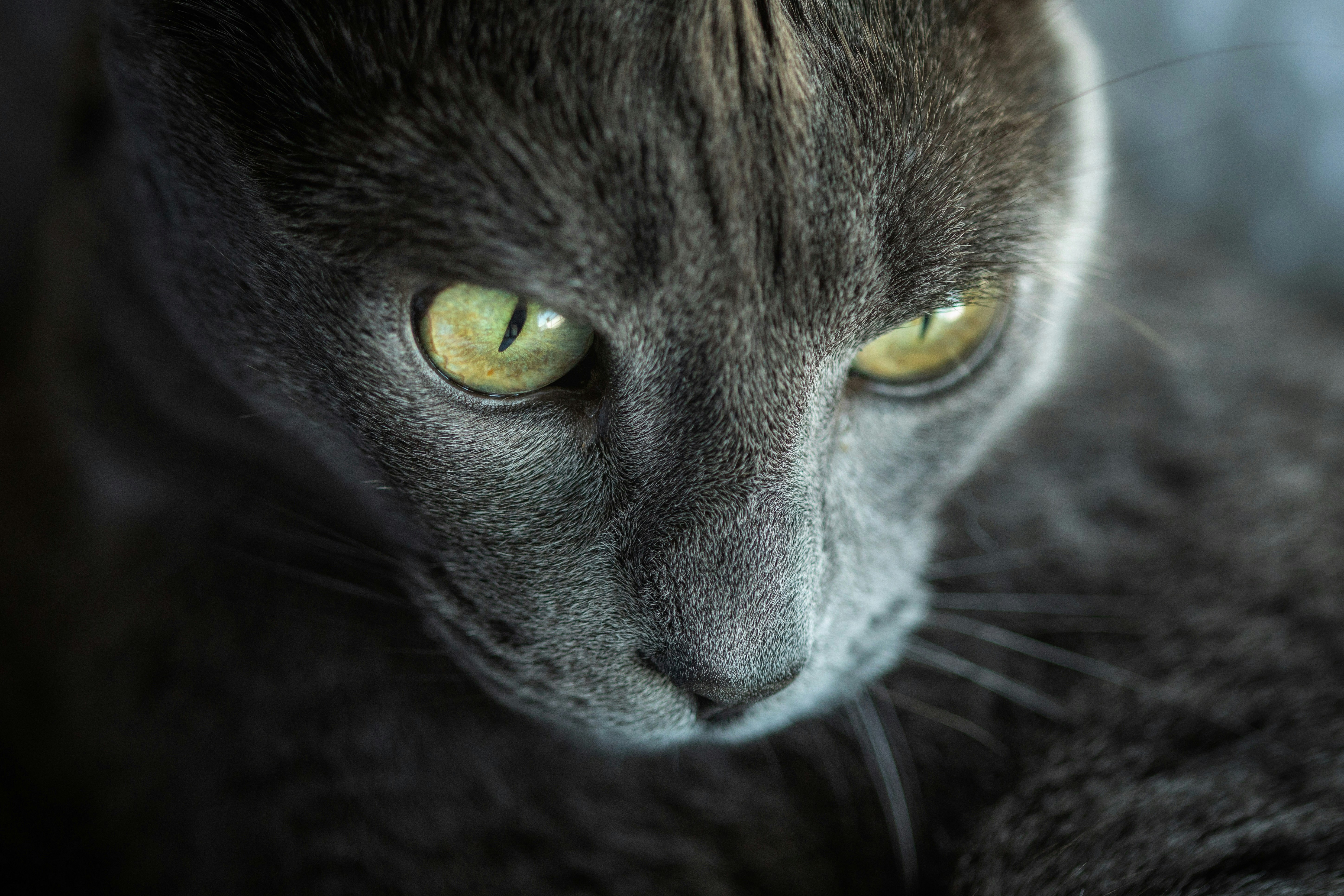 close-up photo of cat's face